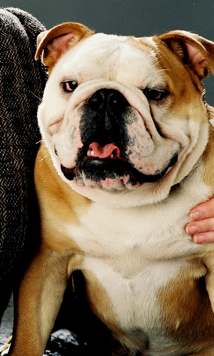 Dog of Murge