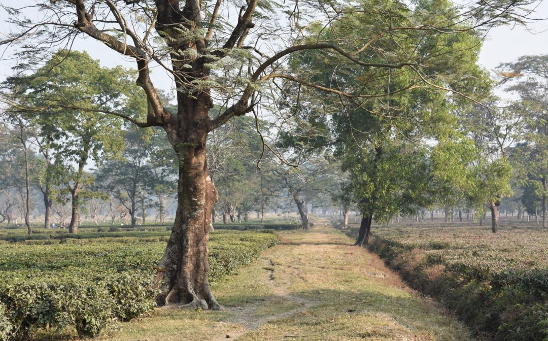 Cycle was main Vehicle
