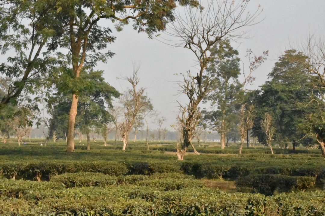Sunshine in tea garden