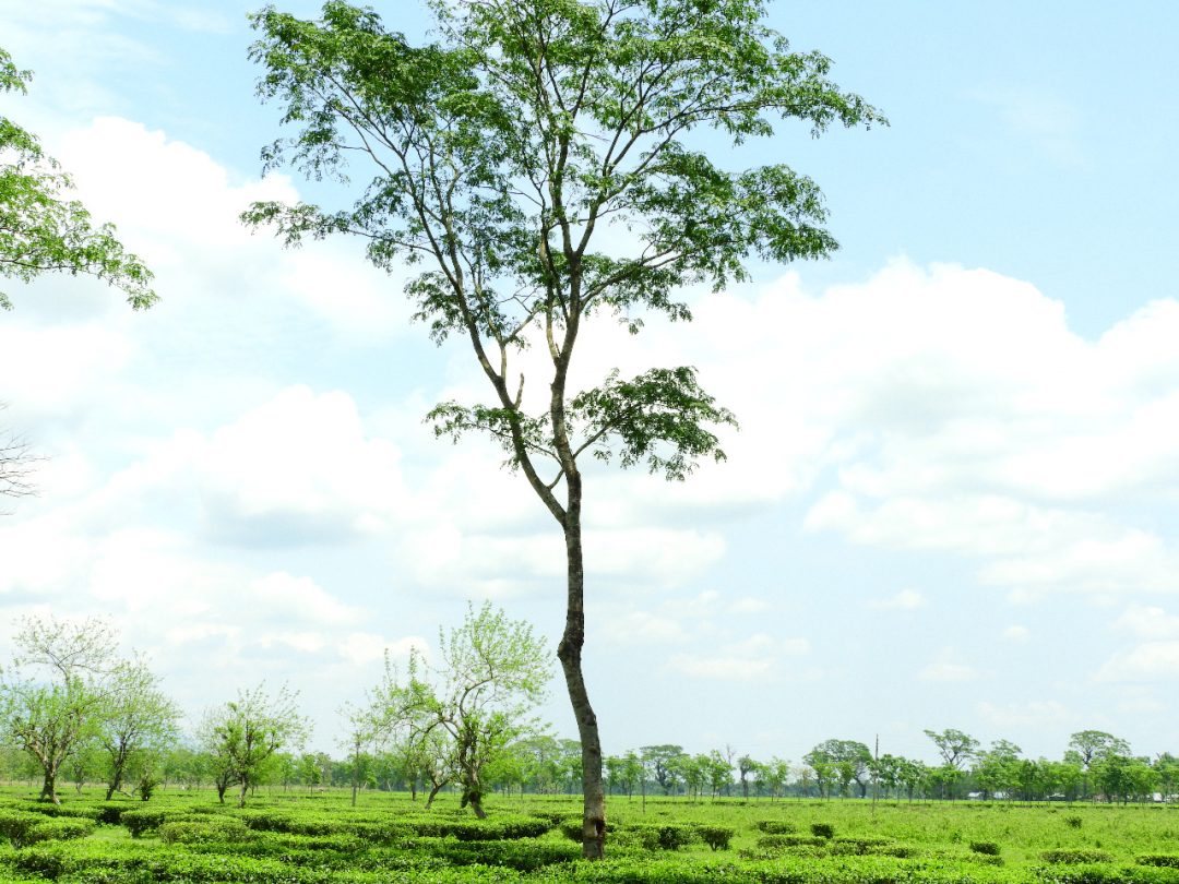 Shade tree in Tea garden