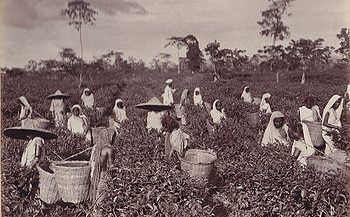 Plucking tea