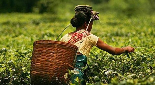 Tea Estate Labourers