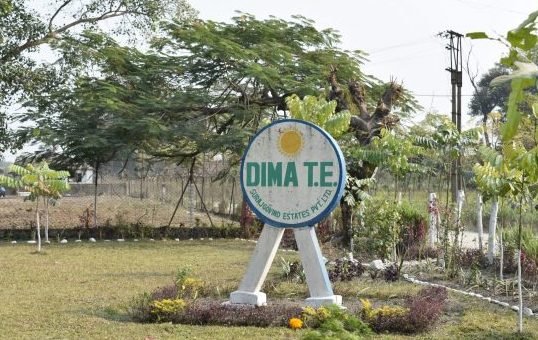 Stories of Tea Estate