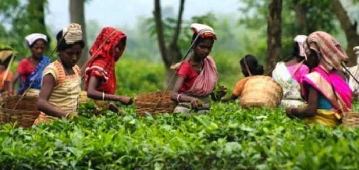 Tea Garden Women Labourer