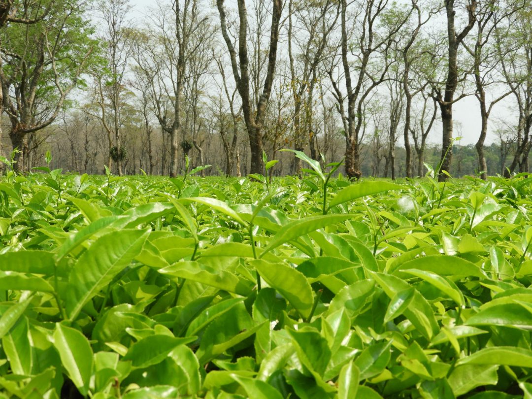 Tea Garden