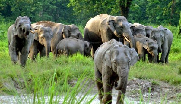 Jaldapara Elephants