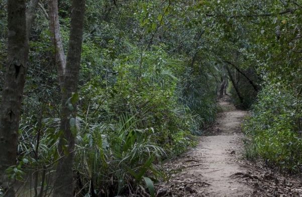 Mangroves of Bhitarkanika