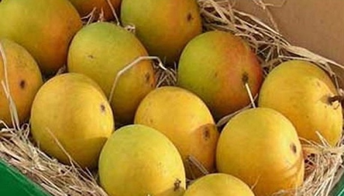 Khirshapati Mango