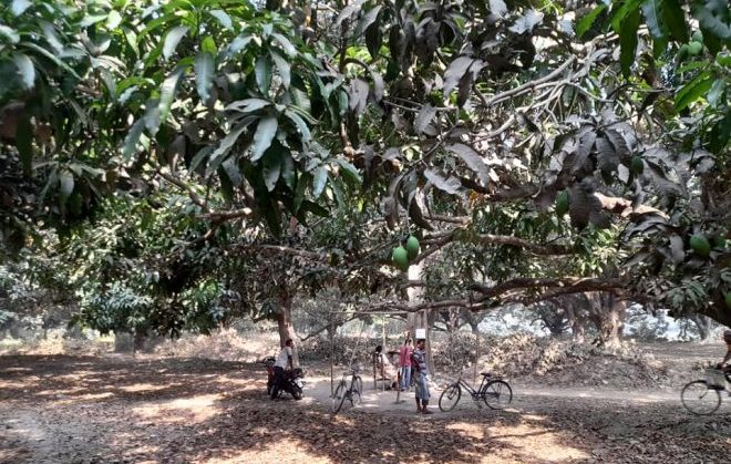 Mango Grove