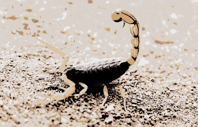 Scorpion