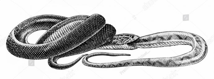 snake eating another snake