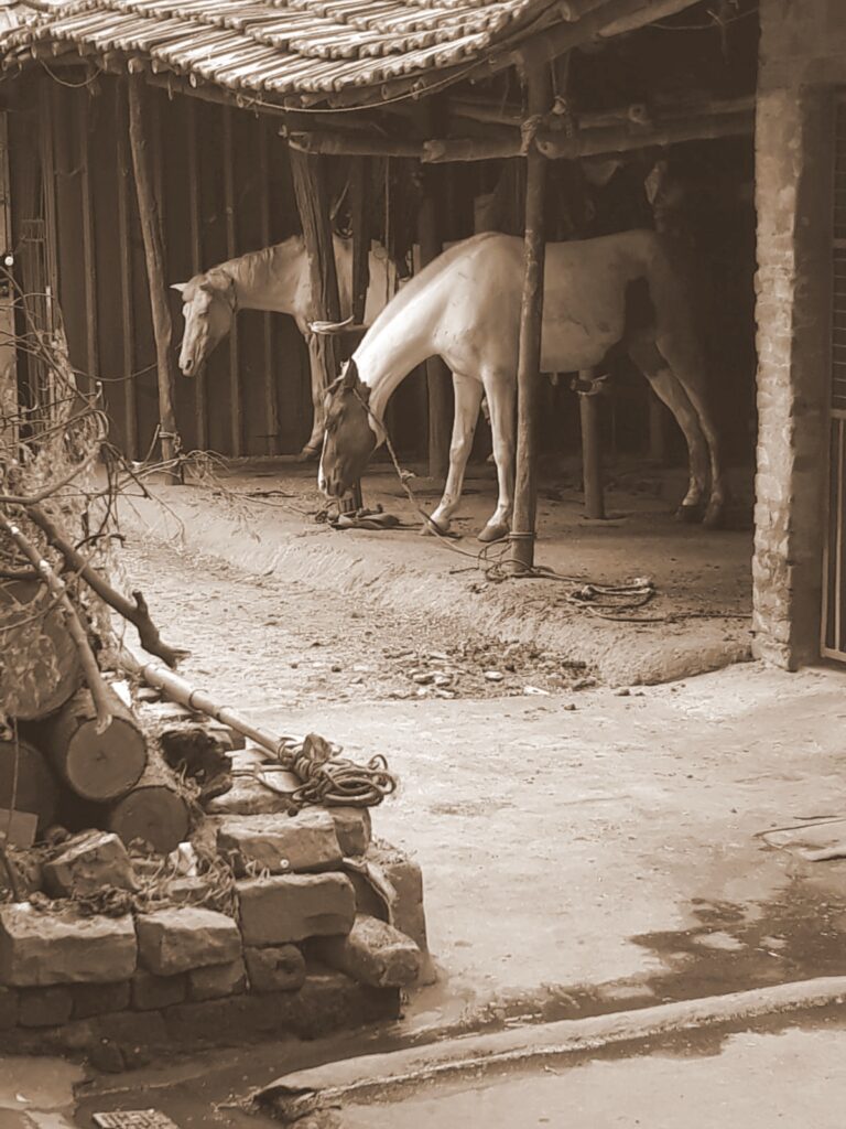 Stable at Gobra