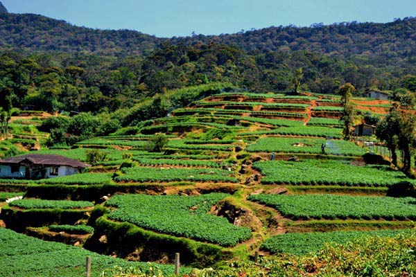 step farming, way to sita eliya