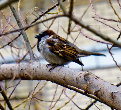 sparrow3
