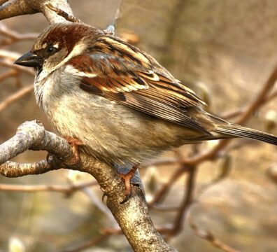 Sparrow 1