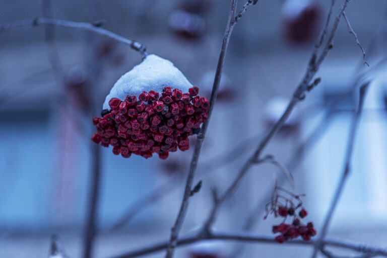 Murmansk nature