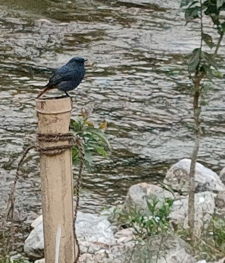 Unnamed Bird