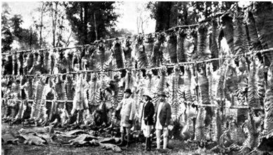 British Tiger hunt
