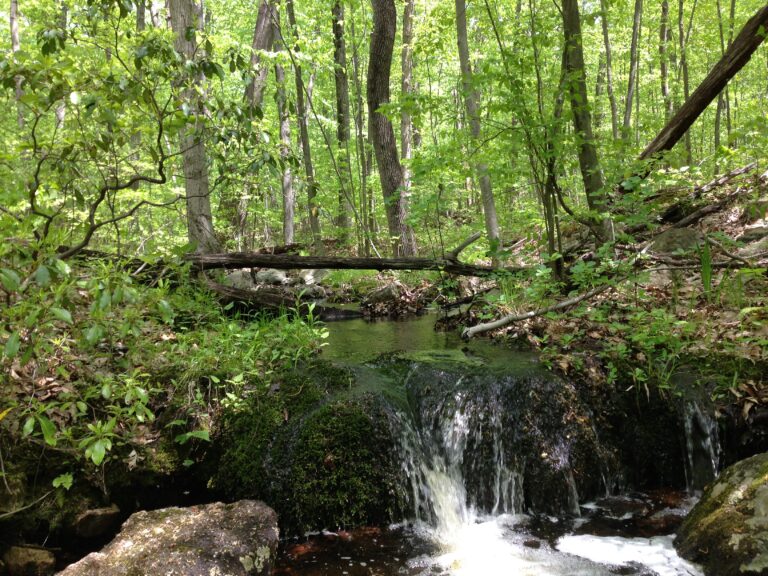 Ramapo Mountain State Forest