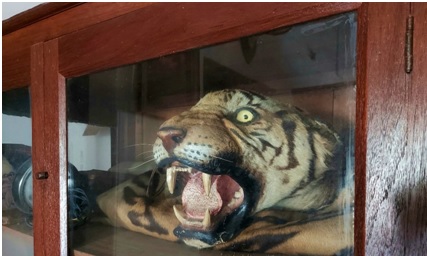 Tiger trophy