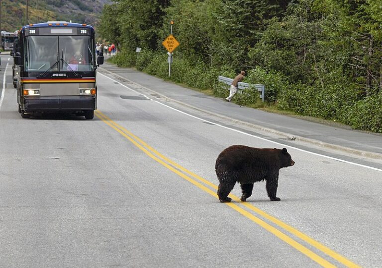 bear crossing highway