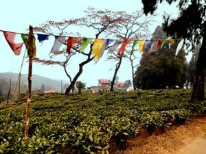 travel story Mim Tea Estate