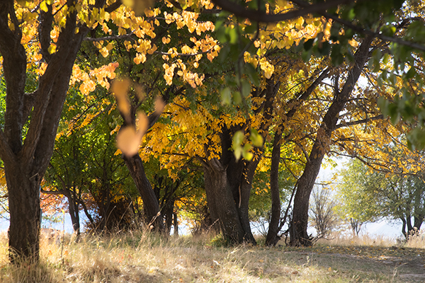 World Photography Day_Ajay Biswas 8