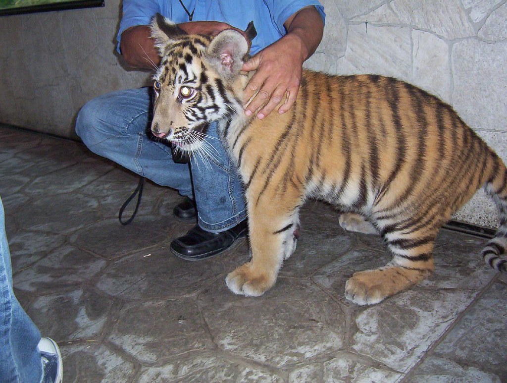 pet tiger বাঘবন্দি