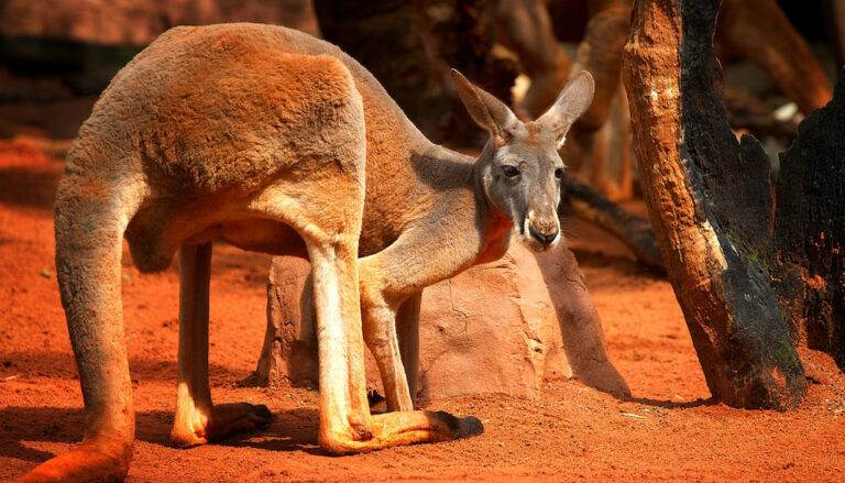 Kangaroo