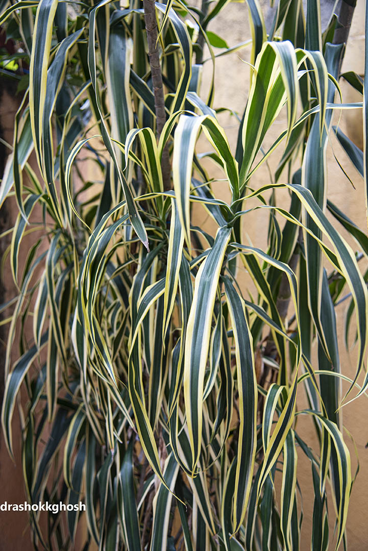 Pleomele angustifolia