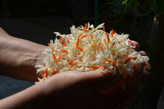 Story for children with the vibe of pujo