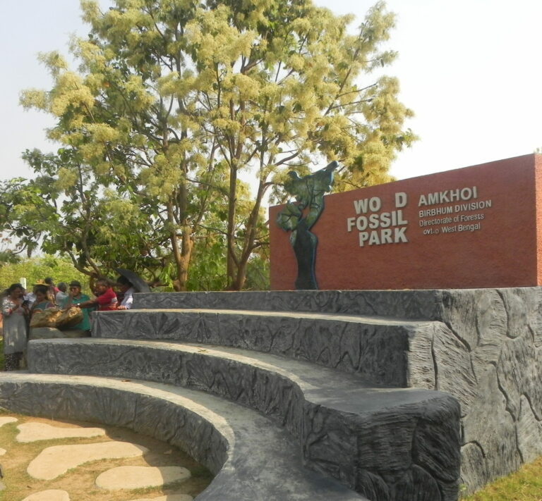 Wood fossil park2