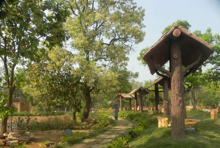 Aamkhai Wood fossil park