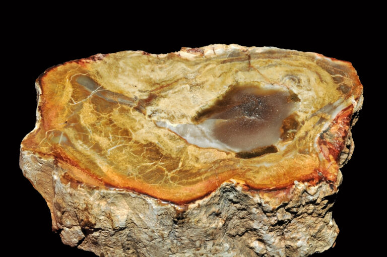 Petrified Wood