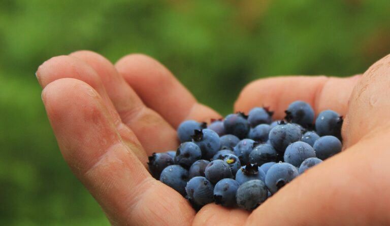 blueberries immunity boosting