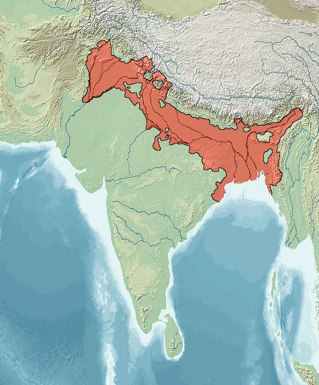 Pinaki_Bhattacharya_Old_kolkata
