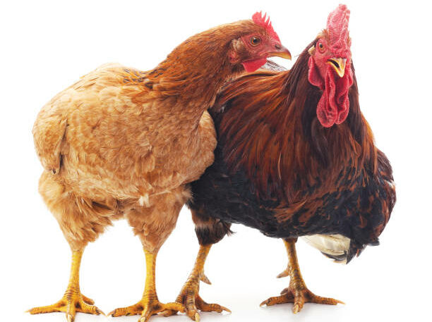 Amlan_Kusum_Chakraborty_Picnic