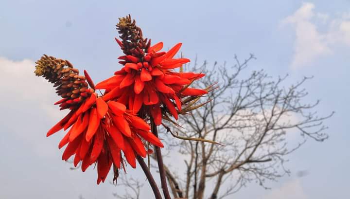 Holi_Buri Buri Thuri_Mandar Mukhopadhyay_25.03.2025