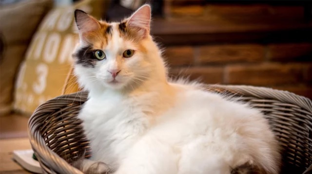 facebooker beral short bengali short story