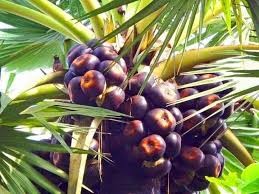 Autumn village food article by Amrita Bhattacharya (1)