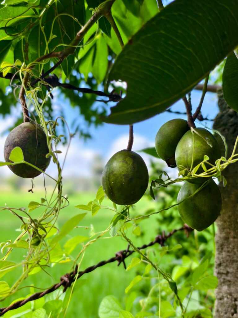 Autumn village food article by Amrita Bhattacharya (3)