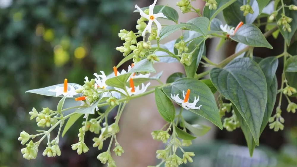 Autumn village food article by Amrita Bhattacharya (4)