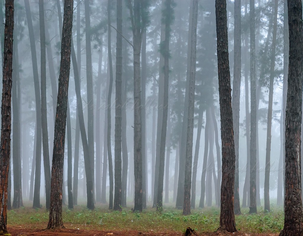 Monsoon in villages near Darjeeling (3)
