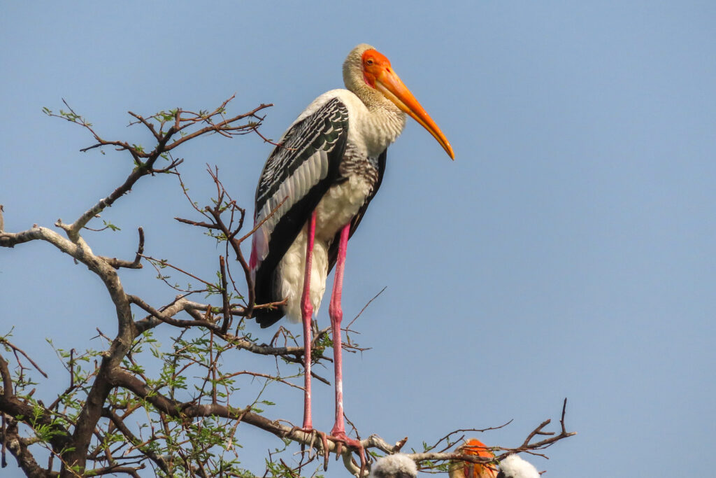 1 painted stork_Bharatpur