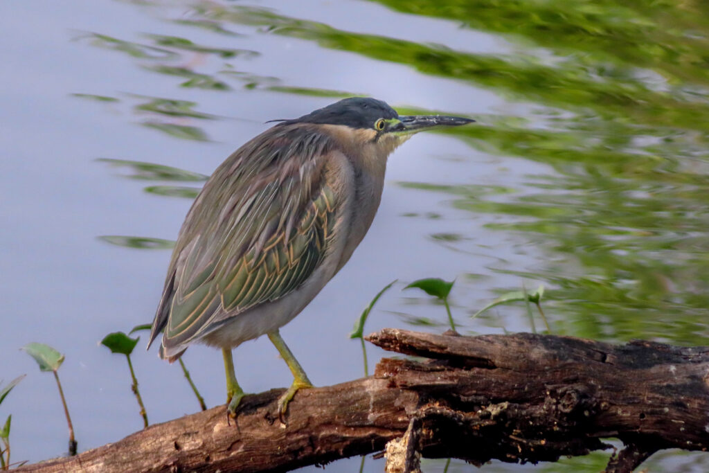 Green heron_Bharatpur