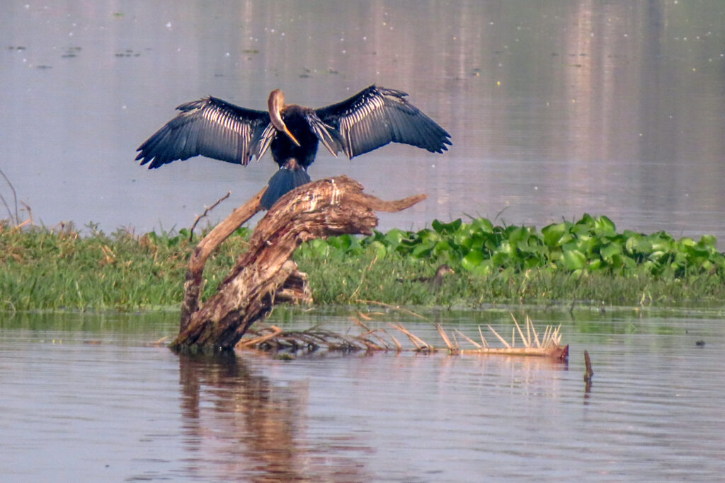 darter_Bharatpur