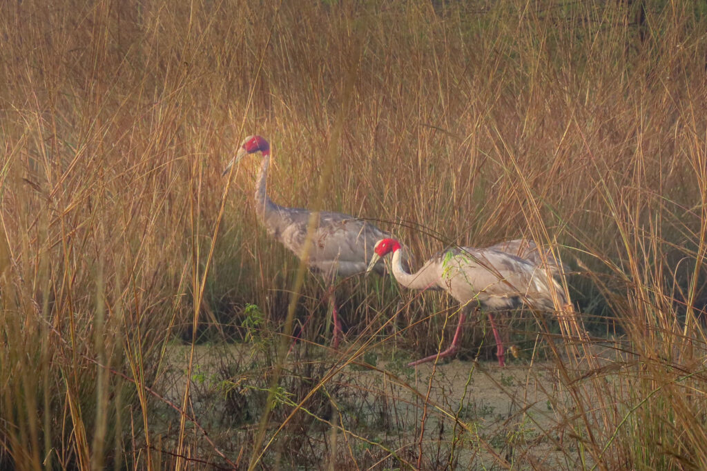 Sarus Crane_Bharatpur
