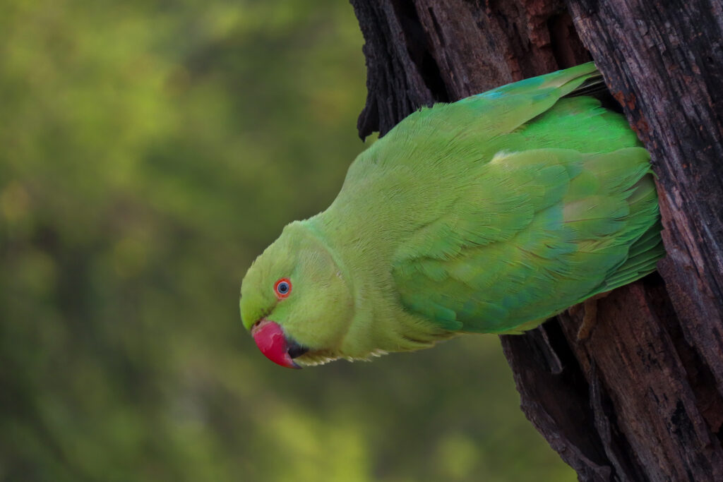 parakeet_Bharatpur