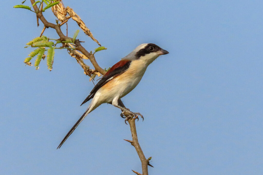 Shrike_Bharatpur