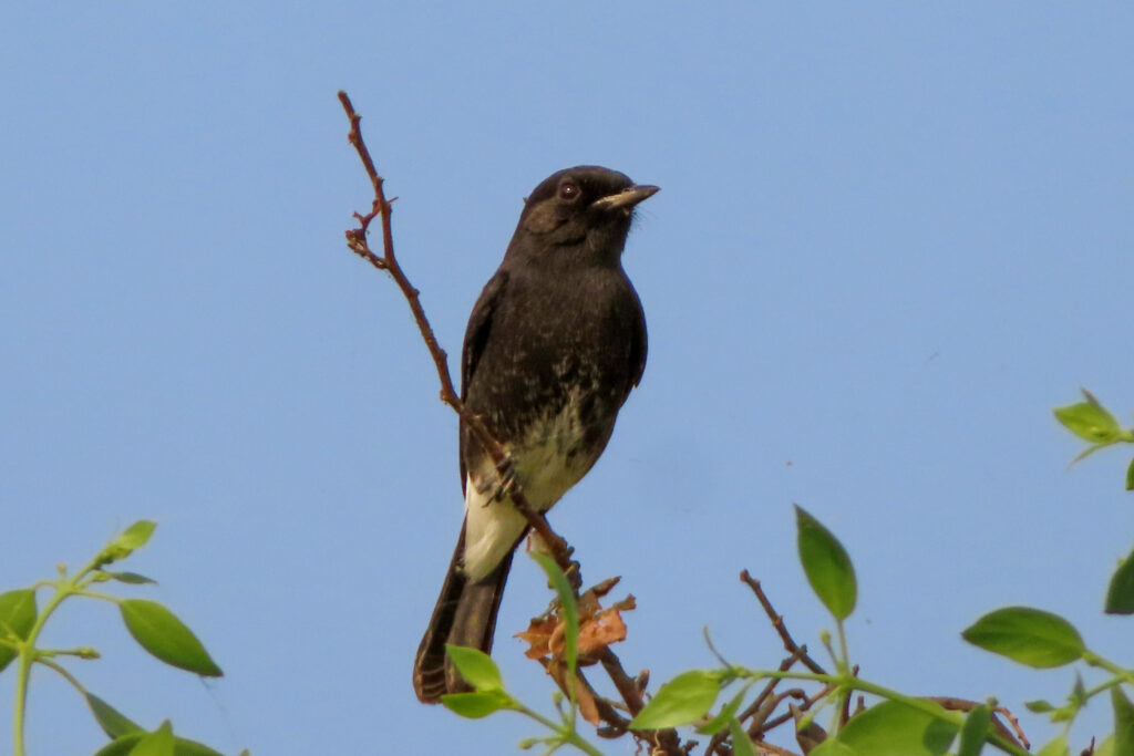 Pied Bushchat_Bharatpur